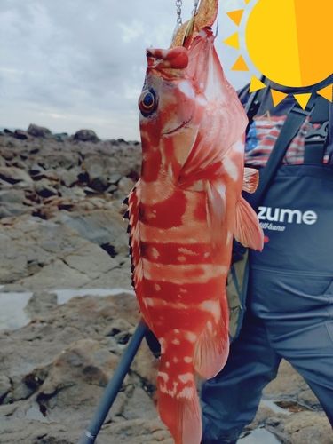 アカハタの釣果