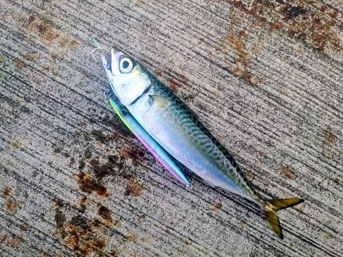 サバの釣果