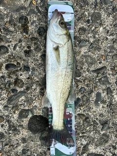 セイゴ(マルスズキ)の釣果
