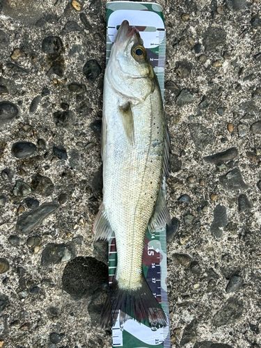セイゴ（マルスズキ）の釣果