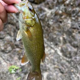 スモールマウスバス
