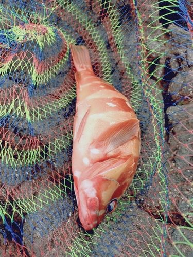 アカハタの釣果