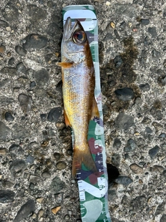 アカムツの釣果