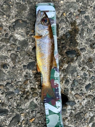 アカムツの釣果