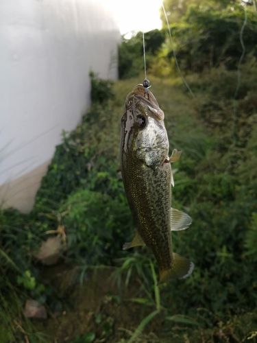 淀川