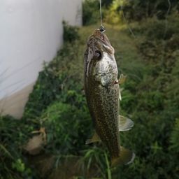 ブラックバス