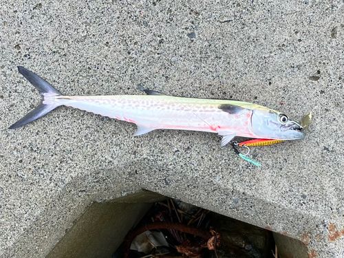 サゴシの釣果