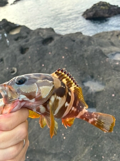 アカハタの釣果