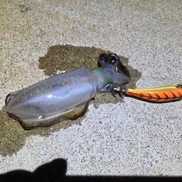 アオリイカ