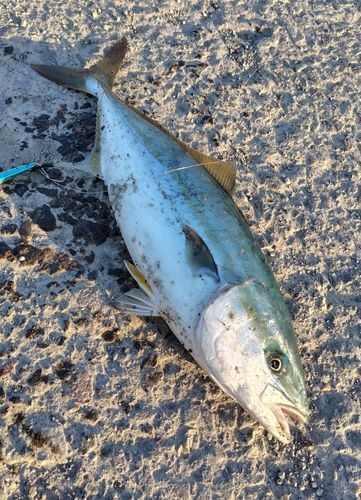 フクラギの釣果