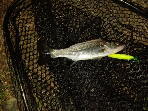 セイゴ（ヒラスズキ）の釣果