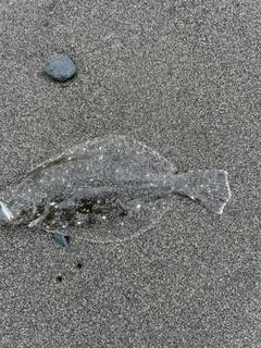 ソゲの釣果