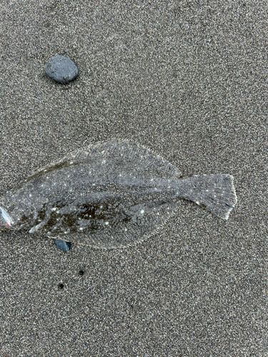 ソゲの釣果