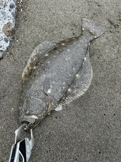 ソゲの釣果