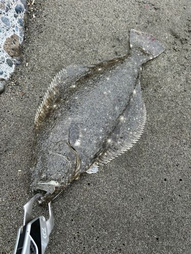 ソゲの釣果