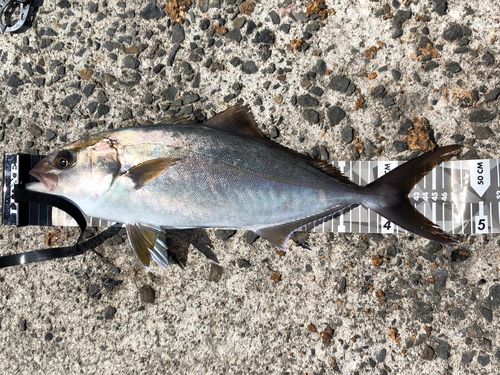 ネリゴの釣果