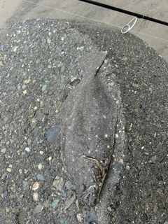 ソゲの釣果