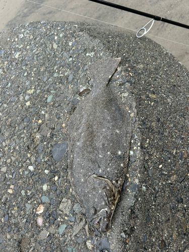 ソゲの釣果