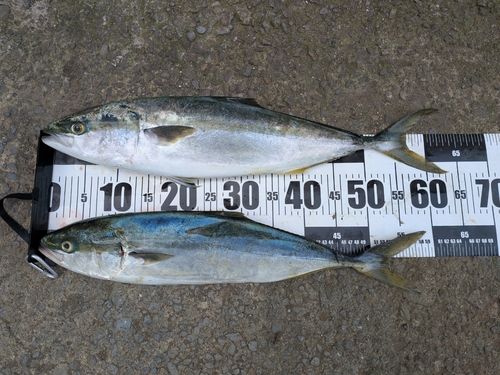 ワラサの釣果