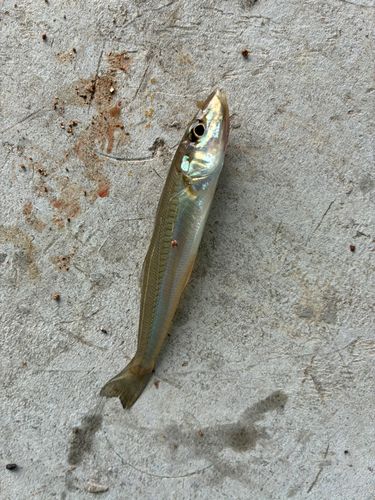 キスの釣果