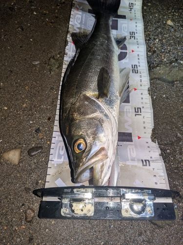 セイゴ（マルスズキ）の釣果
