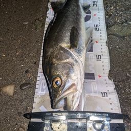 セイゴ（マルスズキ）