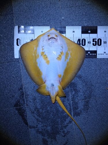 アカエイの釣果