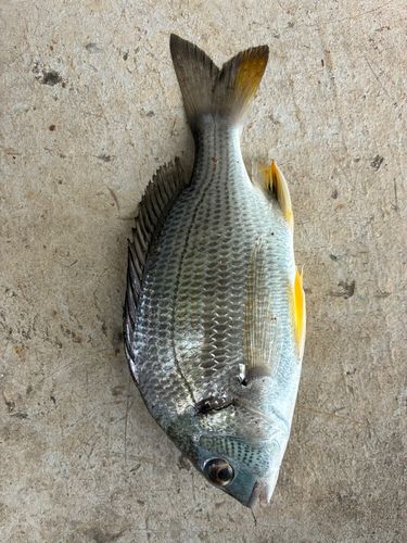 キビレの釣果