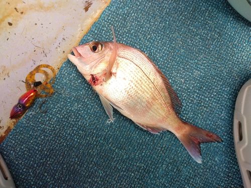 マダイの釣果