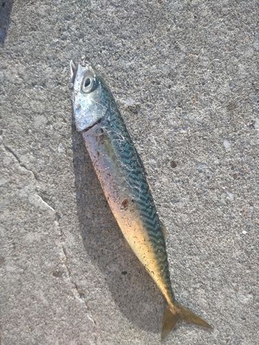 サバの釣果