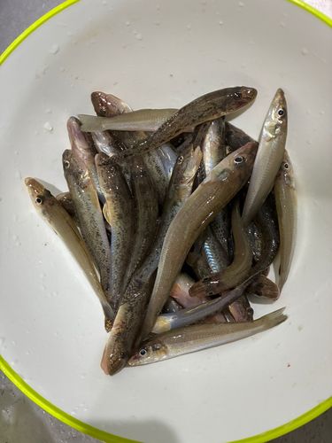 キスの釣果