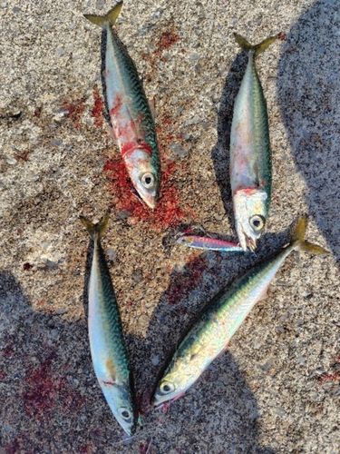 サバの釣果