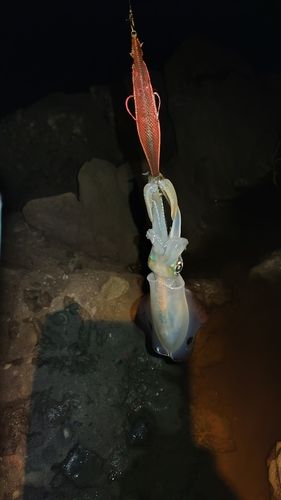 鶴岡沖