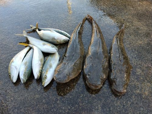 マゴチの釣果