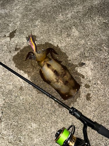 アオリイカの釣果