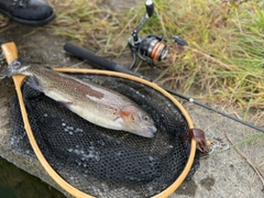 ニジマスの釣果