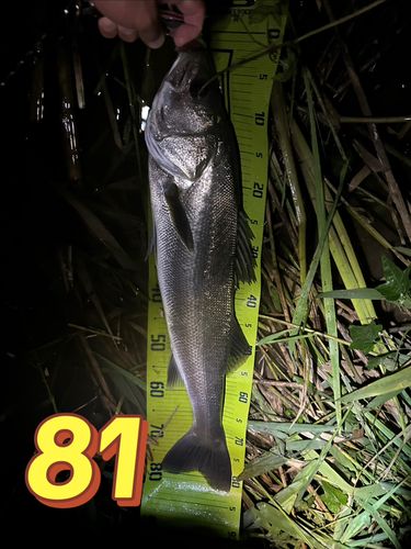 シーバスの釣果
