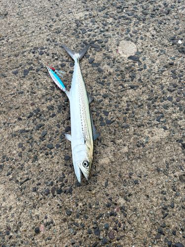 サゴシの釣果