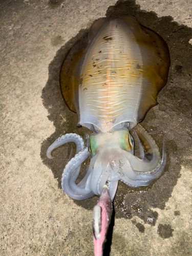 アオリイカの釣果
