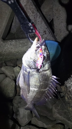 クロダイの釣果