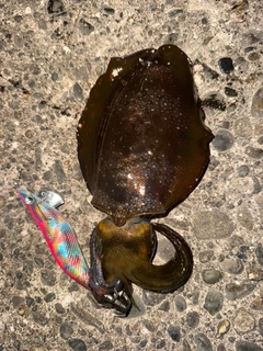 アオリイカの釣果