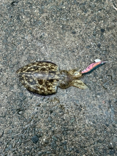 コウイカの釣果