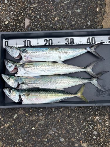 サゴシの釣果