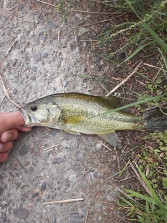 ラージマウスバスの釣果