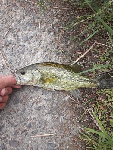 ラージマウスバスの釣果