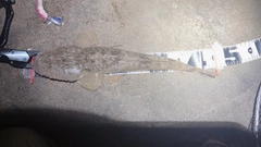 マゴチの釣果