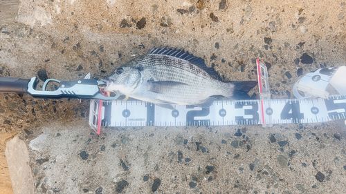 チヌの釣果