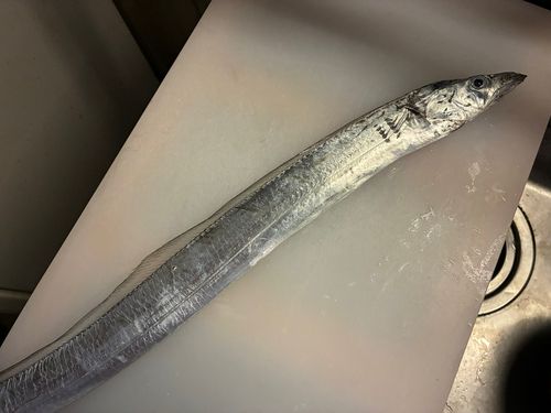 タチウオの釣果