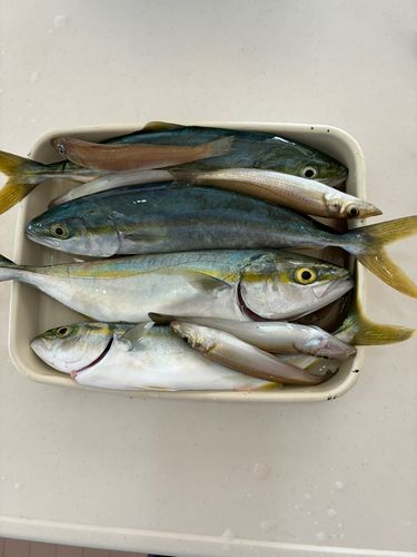 イナダの釣果