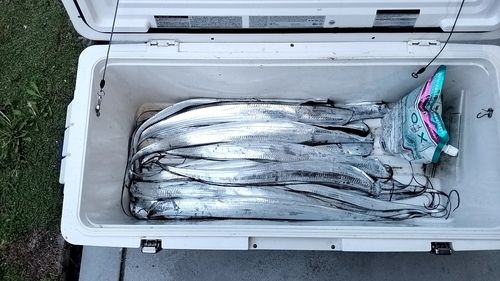 タチウオの釣果